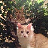 cricket and fluffernutter